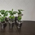 Кофейное дерево заберайте очень в хорошом состояние ,  пересаживать нет