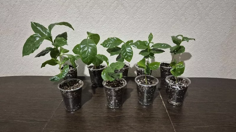 Кофейное дерево заберайте очень в хорошом состояние ,  пересаживать нет
